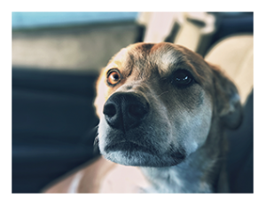 CBD oil for dogs with anxiety