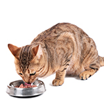 feed moist cat food