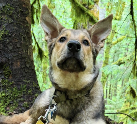 Adoptable dog in a forest