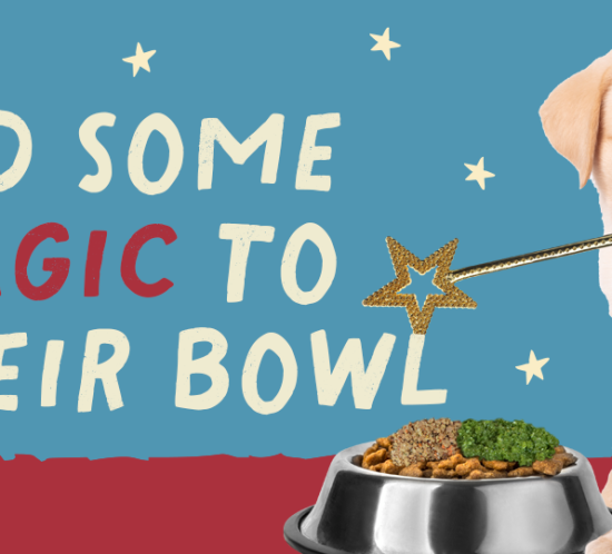 dog holding magic wand by food bowl