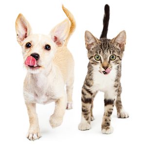 Small dog and cat licking lips